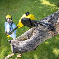 Tree and Shrub Care in Shiloh, PA